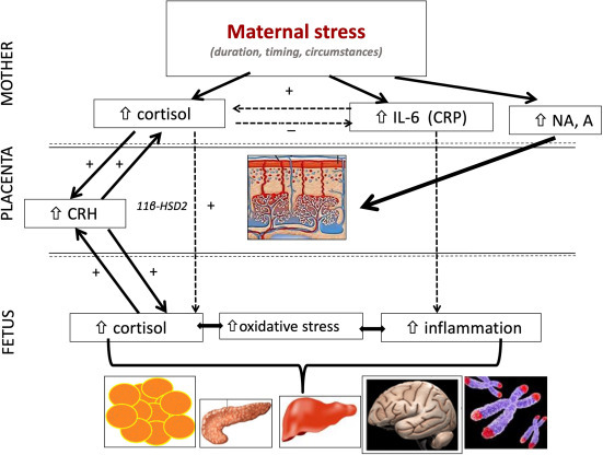 태아스트레스가 미치는 영향.jpg