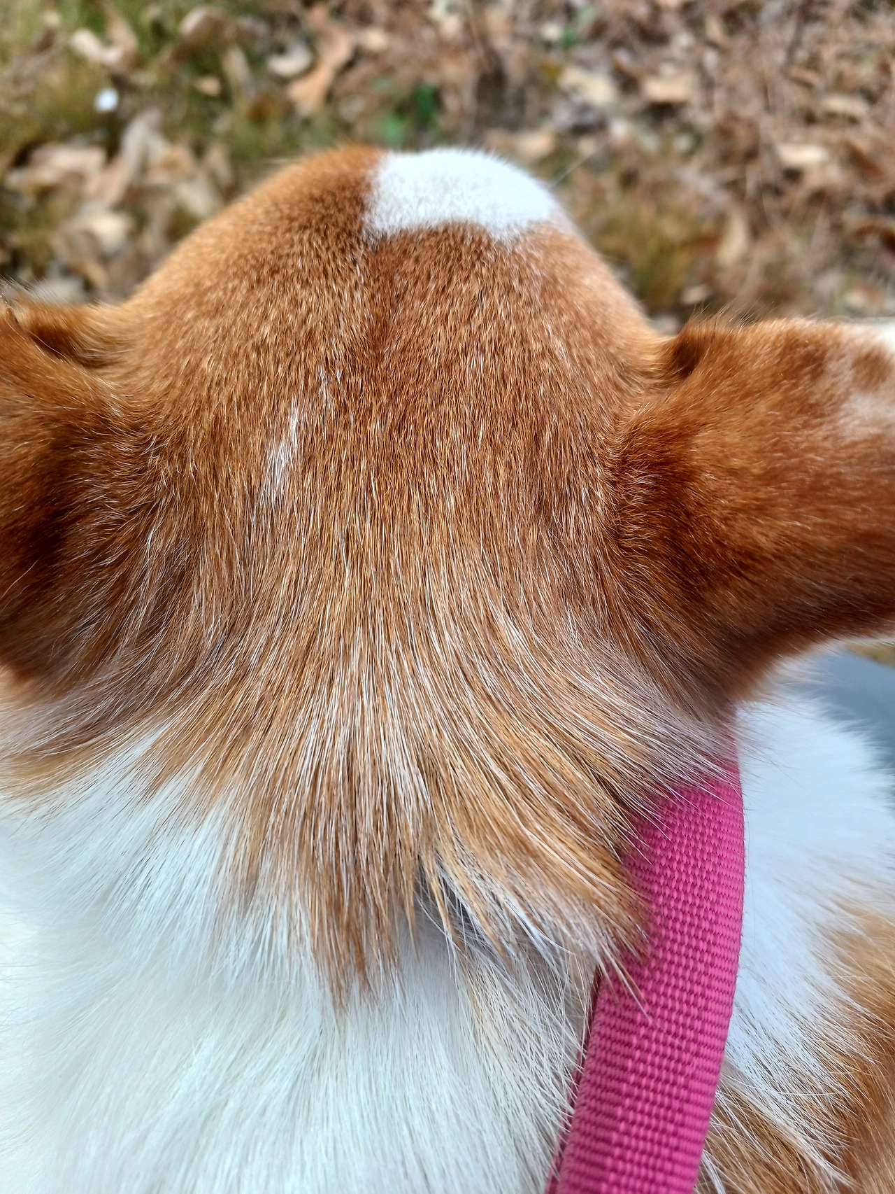 힌털이 늘어나는 중.jpg