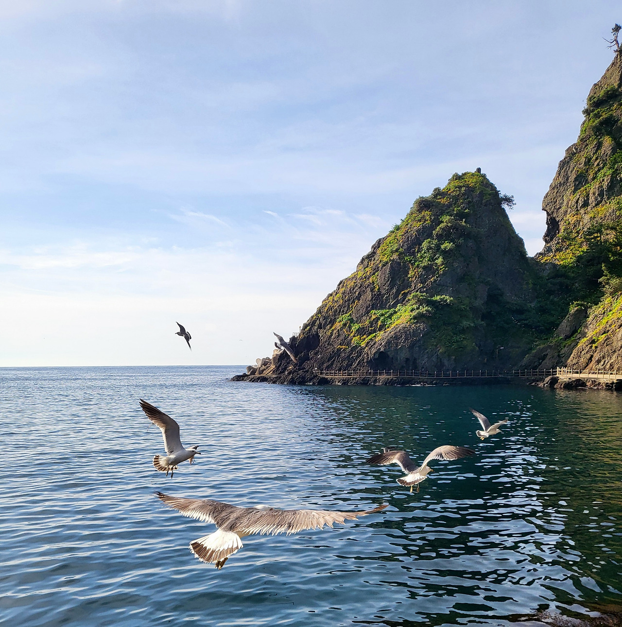 울릉도 괭이갈매기.jpg