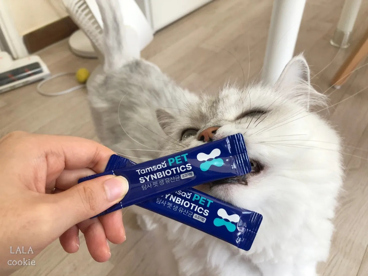 고양이-건강-유산균-영양제-추천-후기-고양이와-집사.jpg