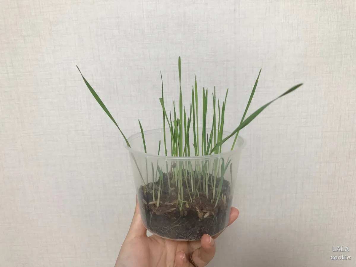 고양이-귀리-추천-그루루-새싹.jpg
