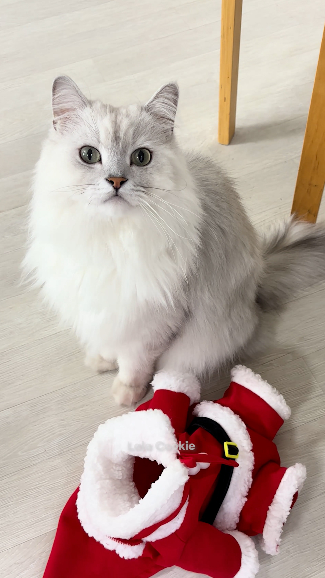 쇼츠.00_00_06_03.스틸 029 (.Still029).jpg