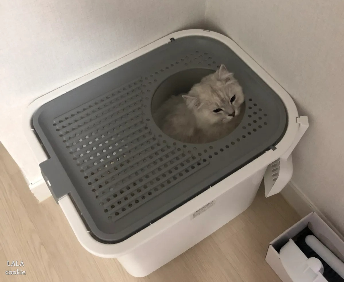 고양이-화장실-사용.jpg
