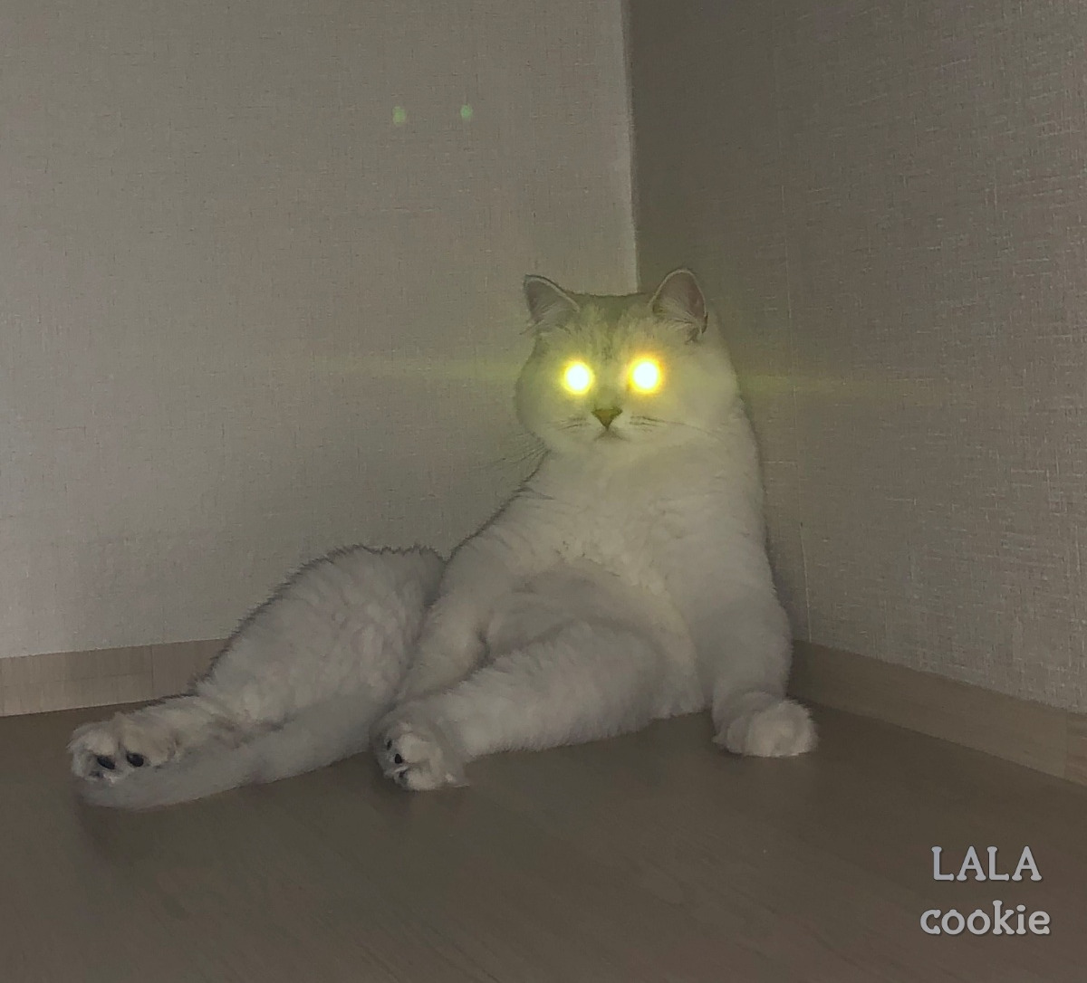 야밤에-고양이-레이저-눈_230016848_B3D30BC3-8C43-4B95-A458-6D6B36BB2FDE.jpg