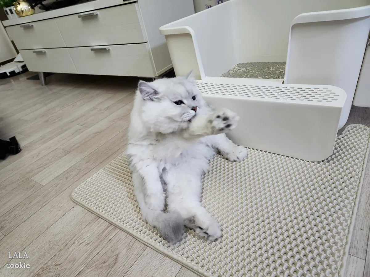 고양이-모래-매트-추천-후기-고양이.jpg