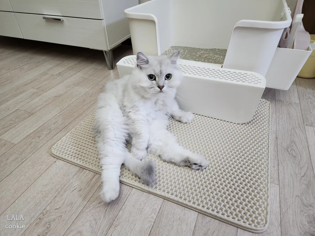 고양이-모래-매트-추천-후기-고양이2.jpg