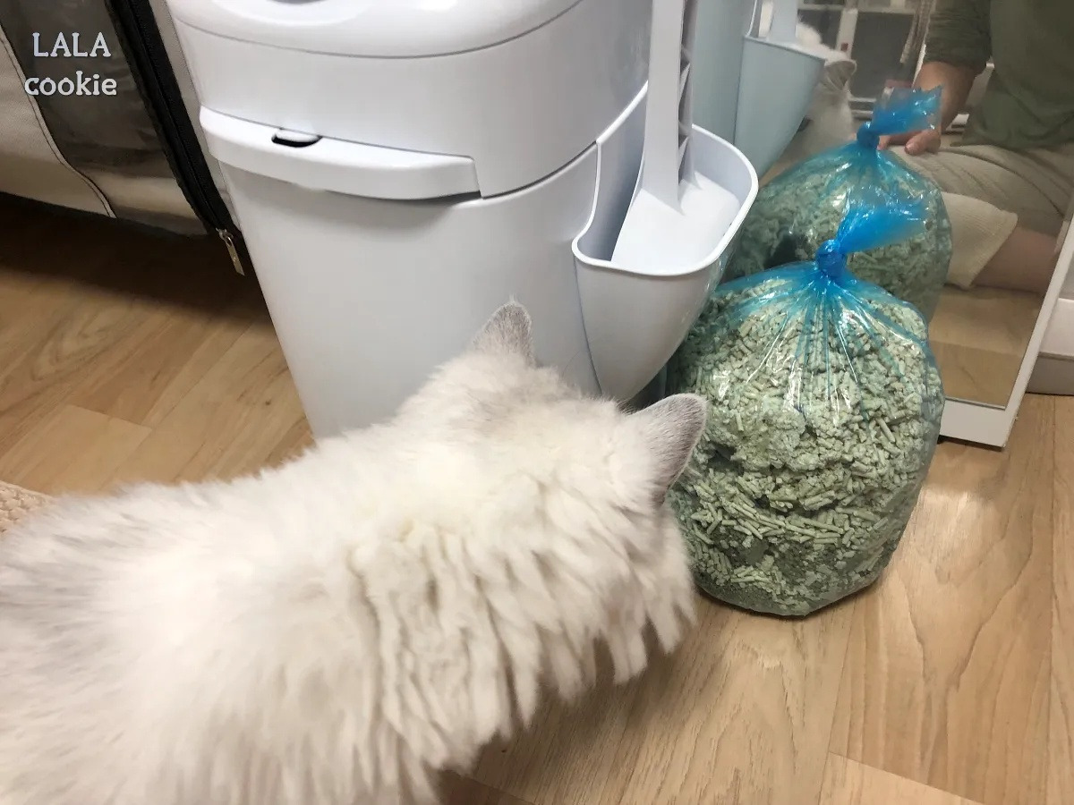 고양이-배변-쓰레기통-추천-리터락커-후기-고양이와-봉투.jpg