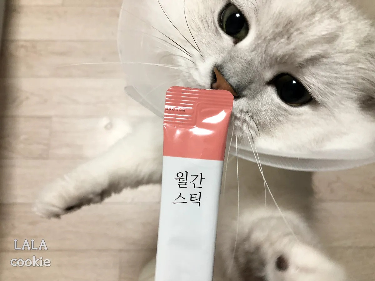 고양이-간식-추천-짜먹는-츄르와-고양이.jpg