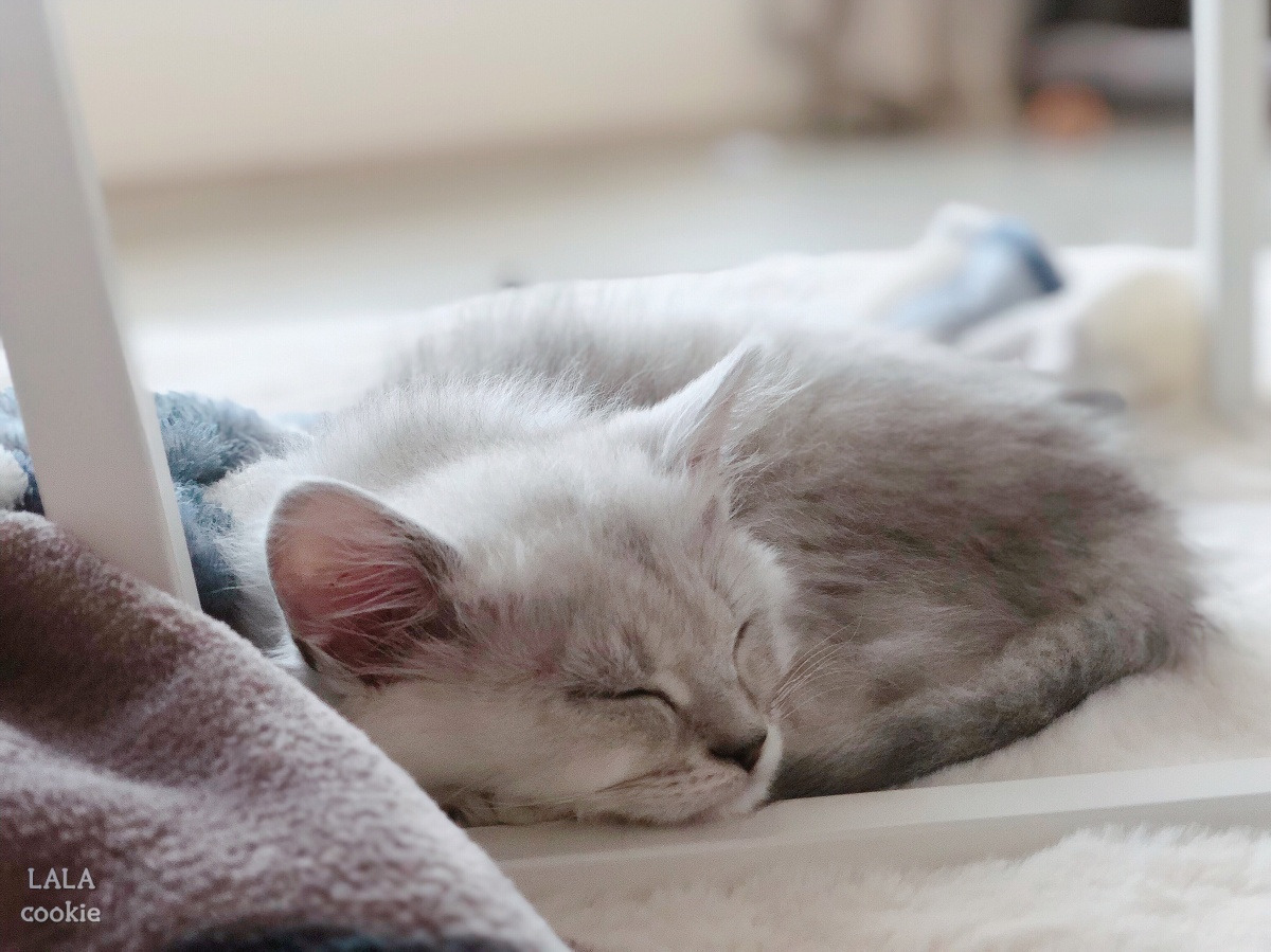 잠자는-고양이.jpg