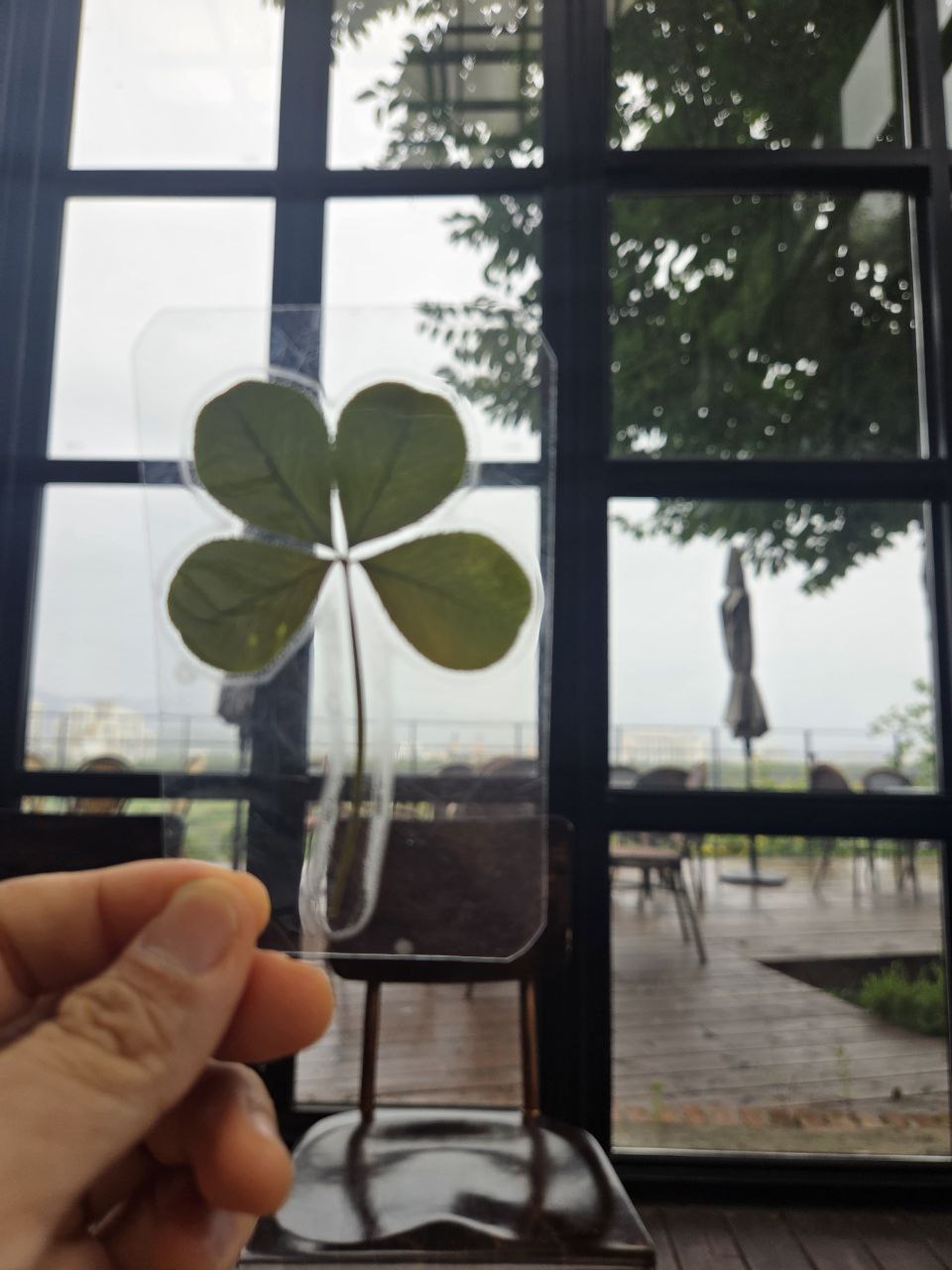 행운의 네잎클로버.jpg