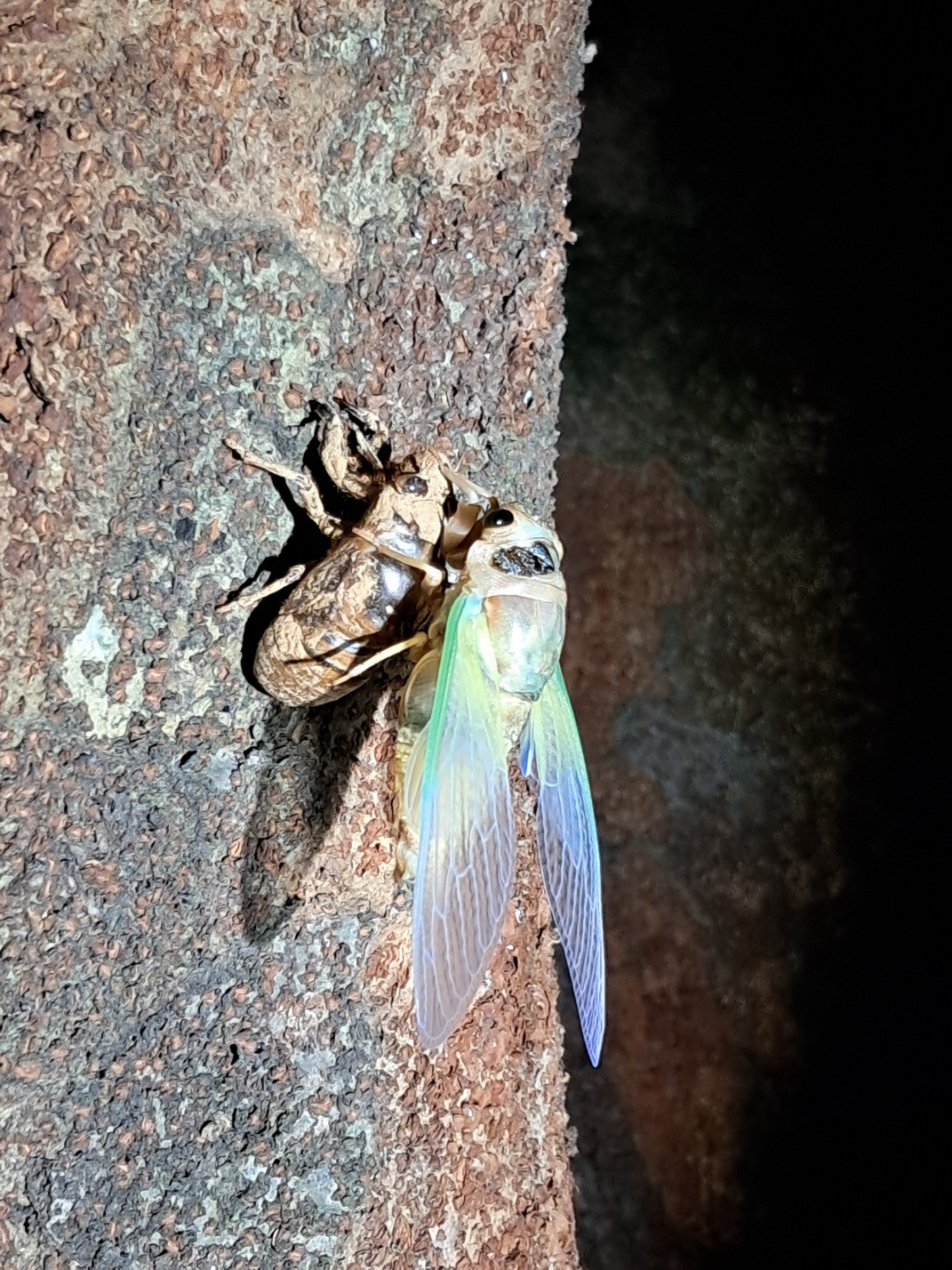 우화하는 매미.jpg