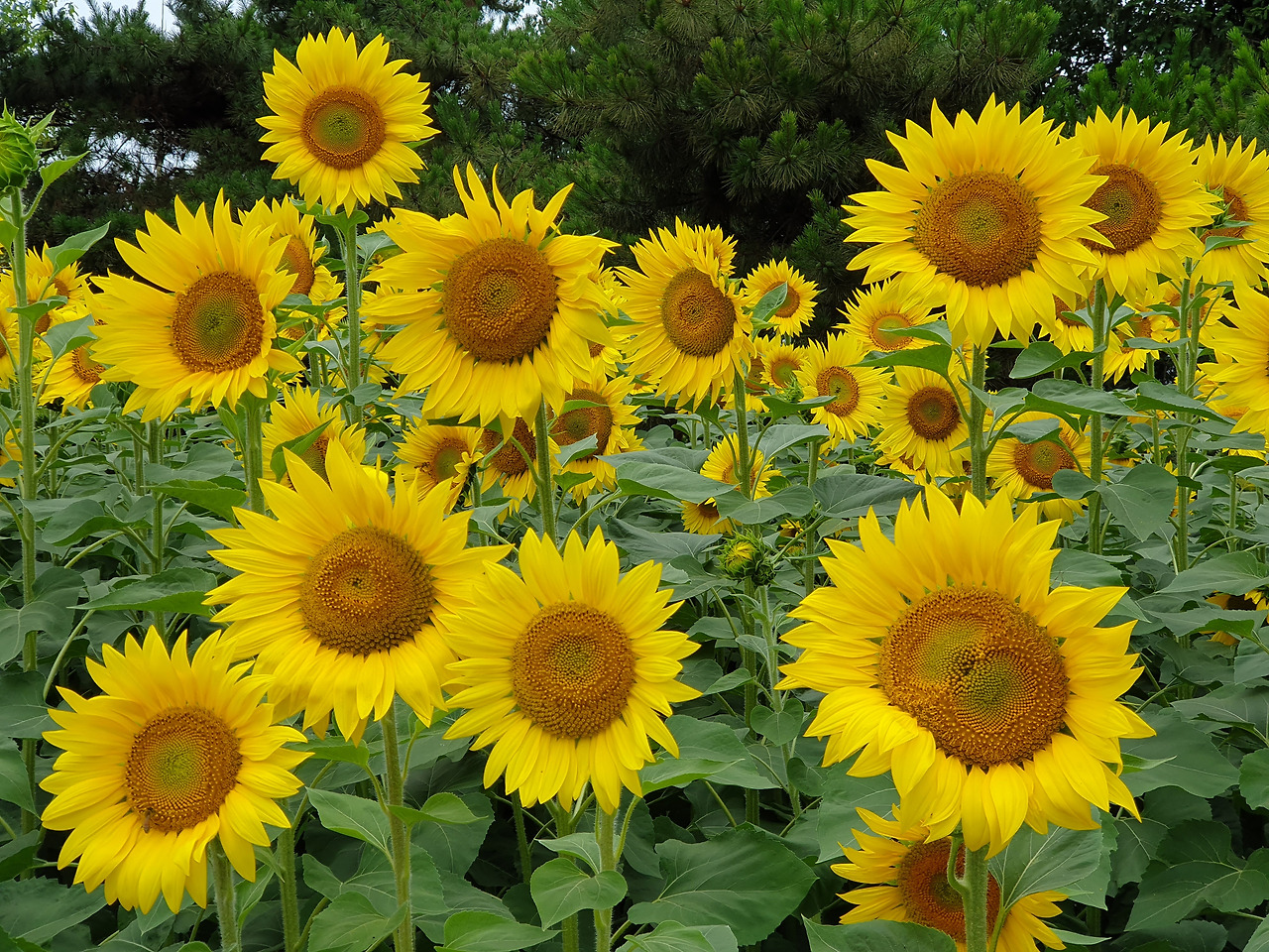 54p. 해바라기 들여다보기1.jpg