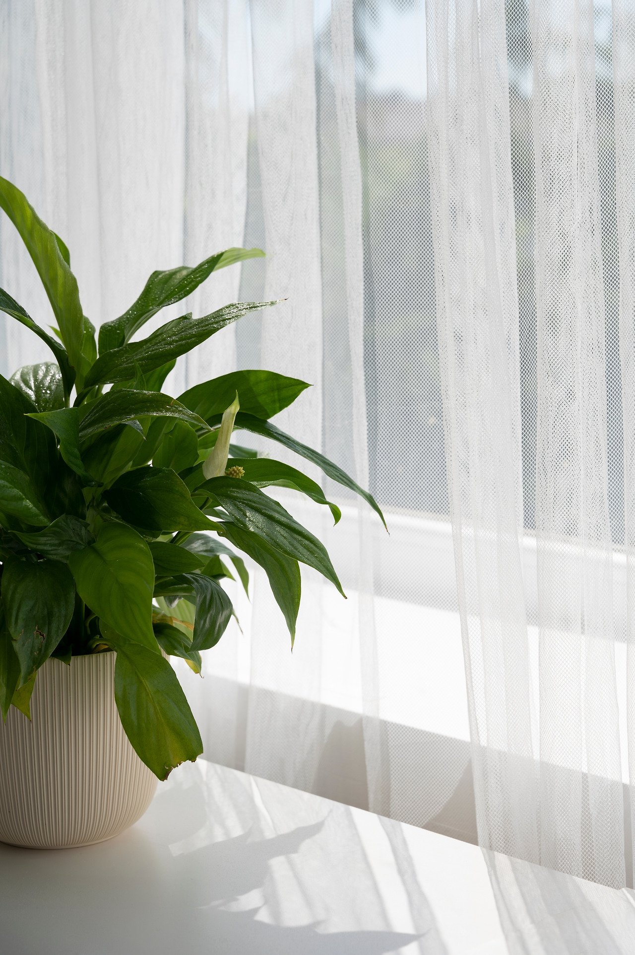 interior-design-with-plant-by-window.jpg