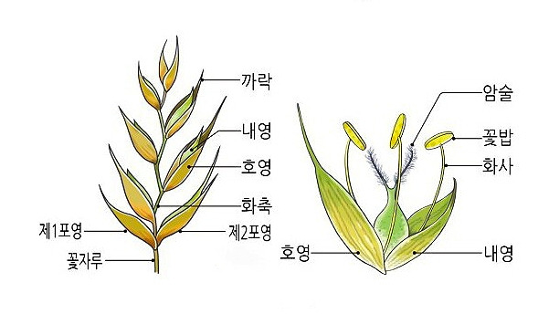 벼과식물 구성(인).jpg