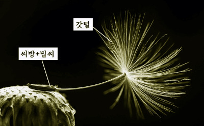 민들레열매.jpg