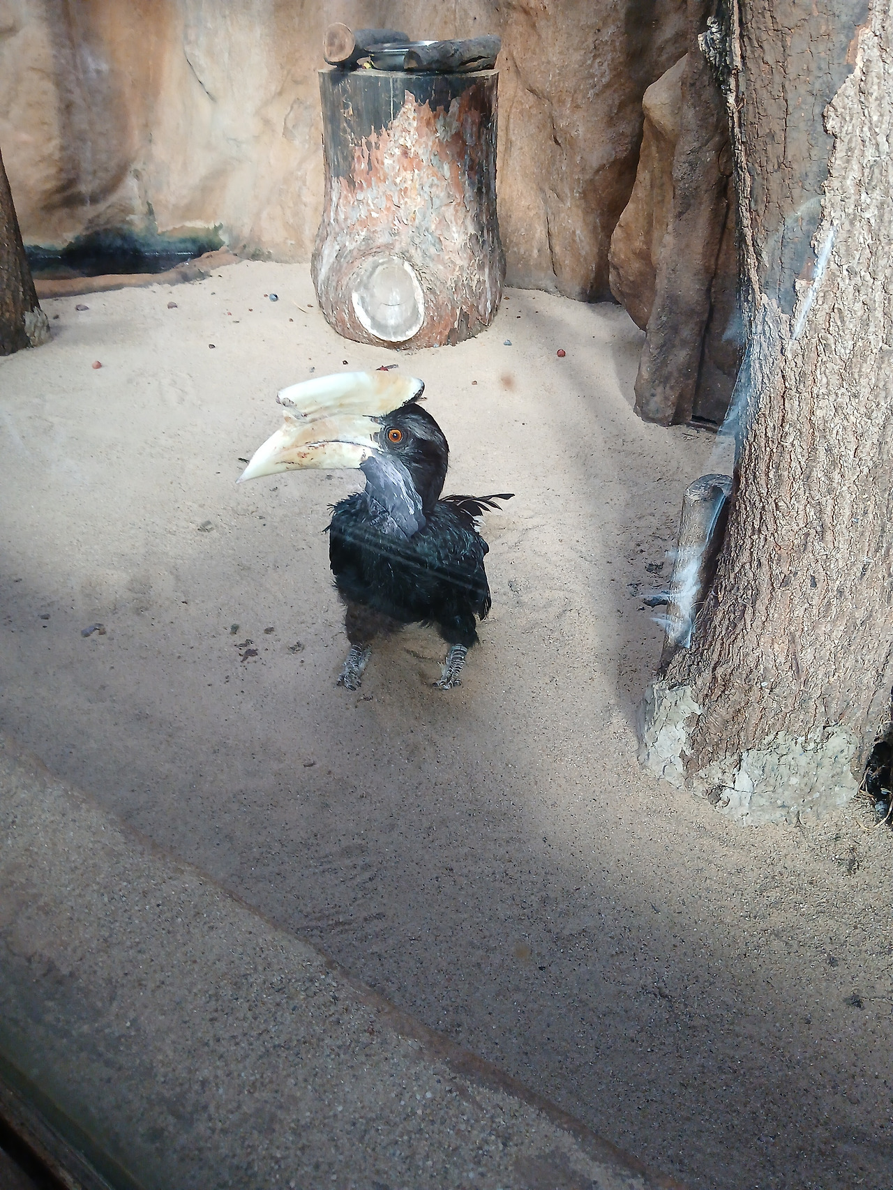 Black Hornbill.jpg