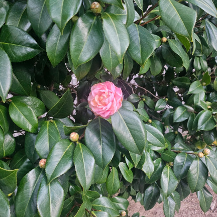 동백꽃 사진.jpg