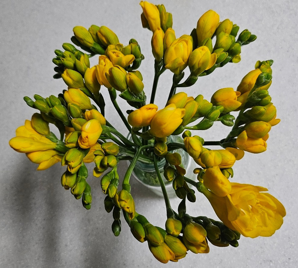 꽃님이-후리지아20송이-위측 사진.jpg