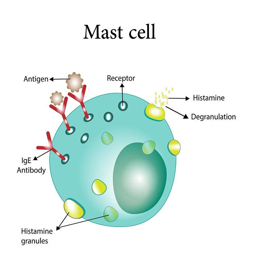 mast-cell-photo.jpg