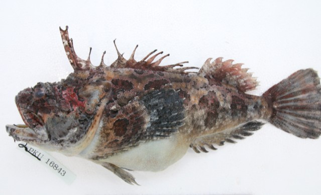 삼세기 해양생명자원 통합정보시스템.jpg