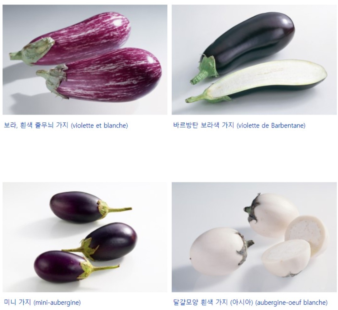 세계의 가지 saynature tistory.jpg