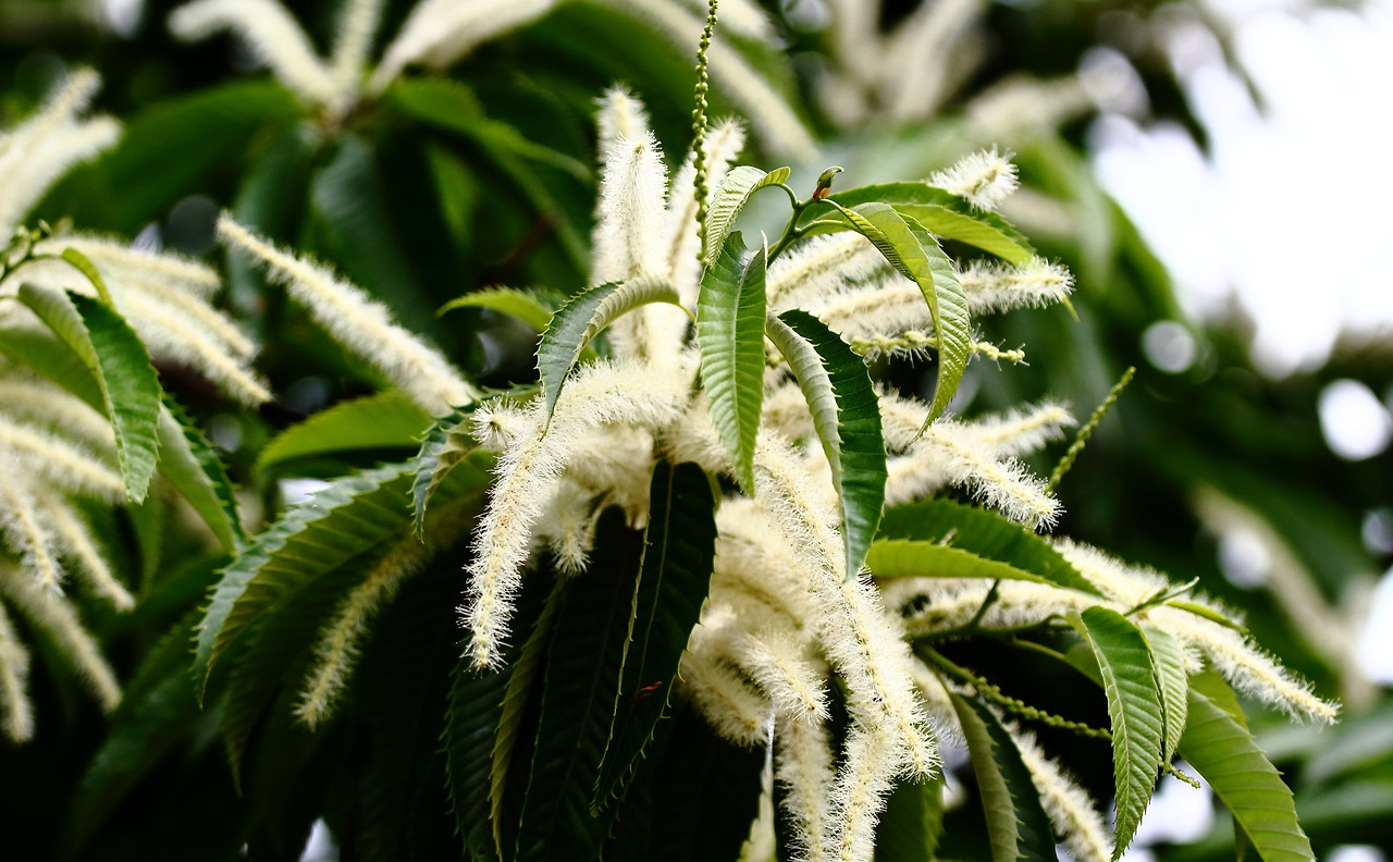 밤꽃 공유마당.jpg