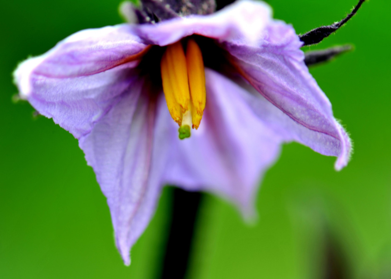 가지꽃 여주시농업기술센터.jpg