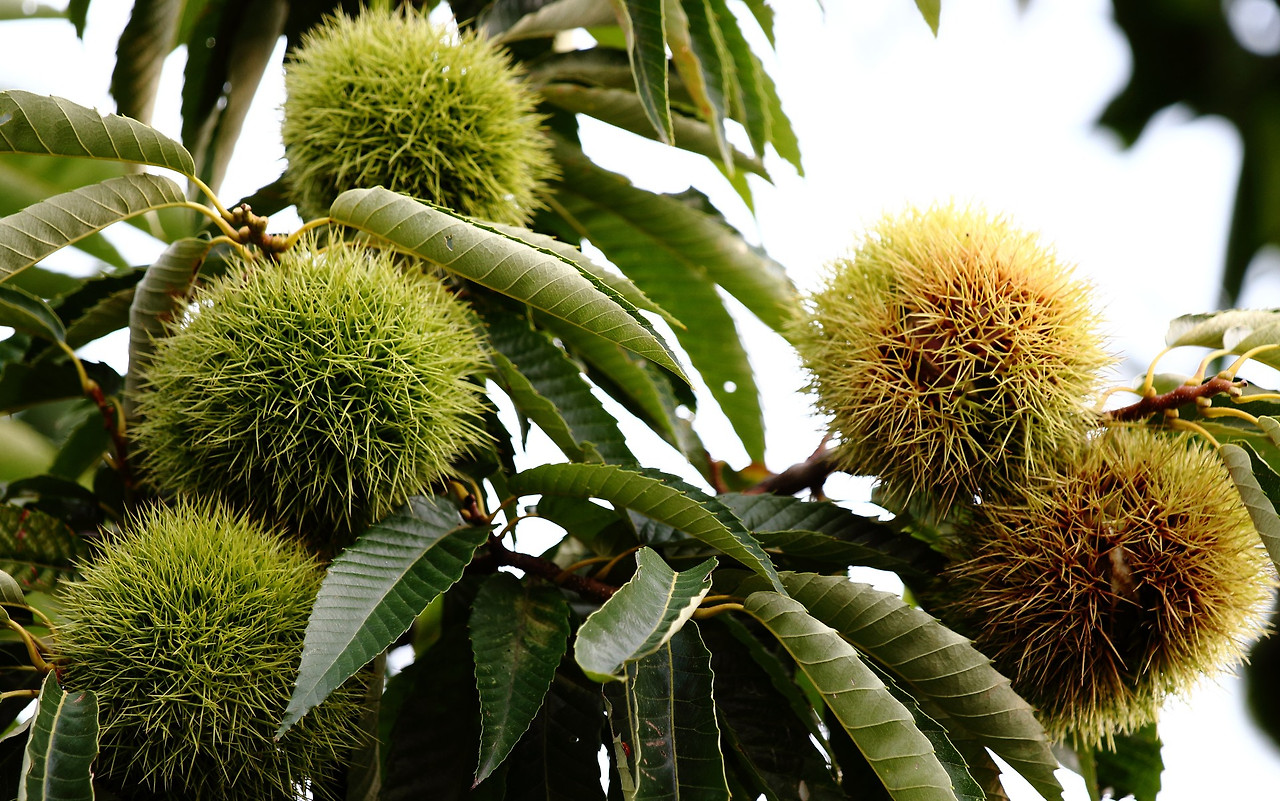 밤나무 공유마당.jpg