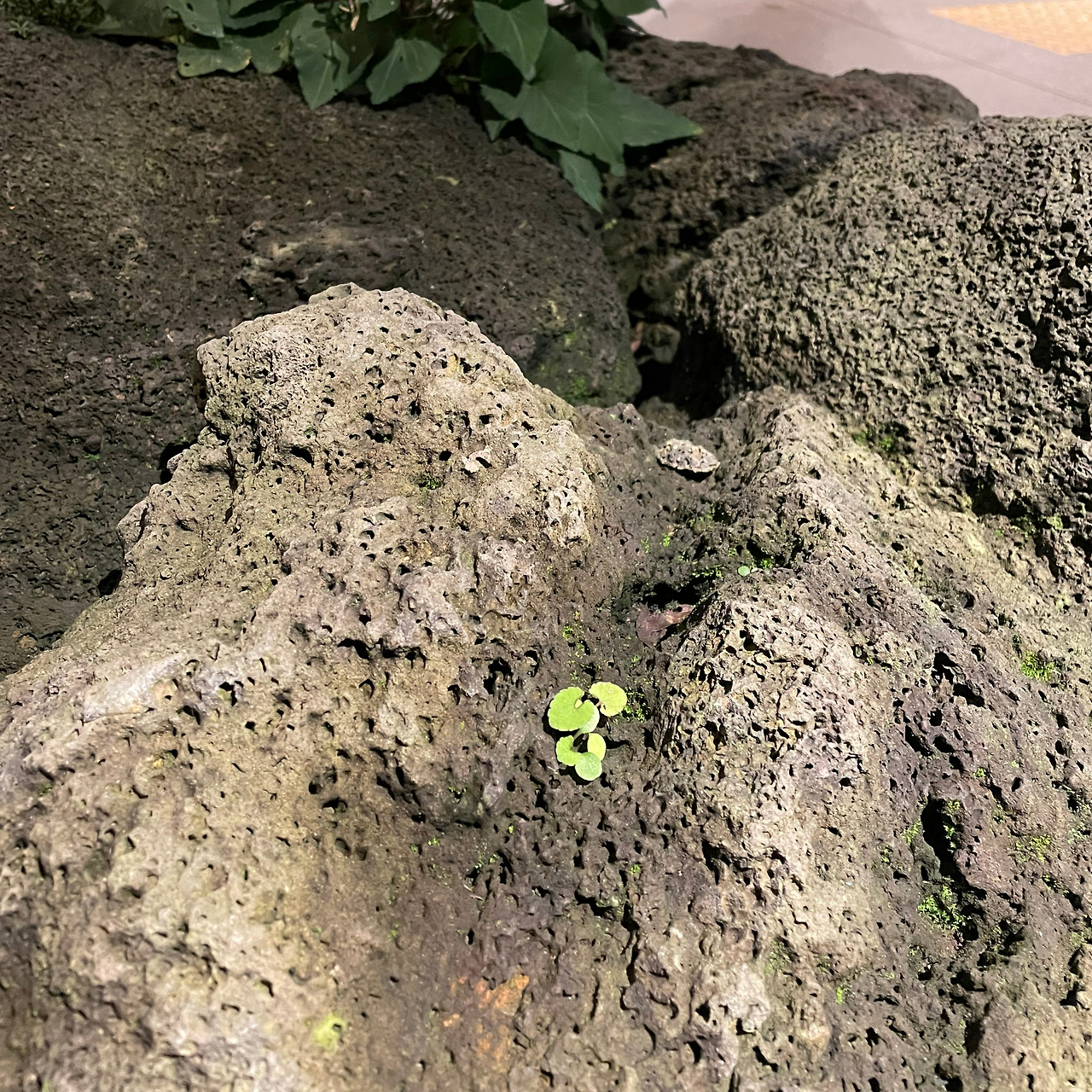 [005] 작은 풀.jpg