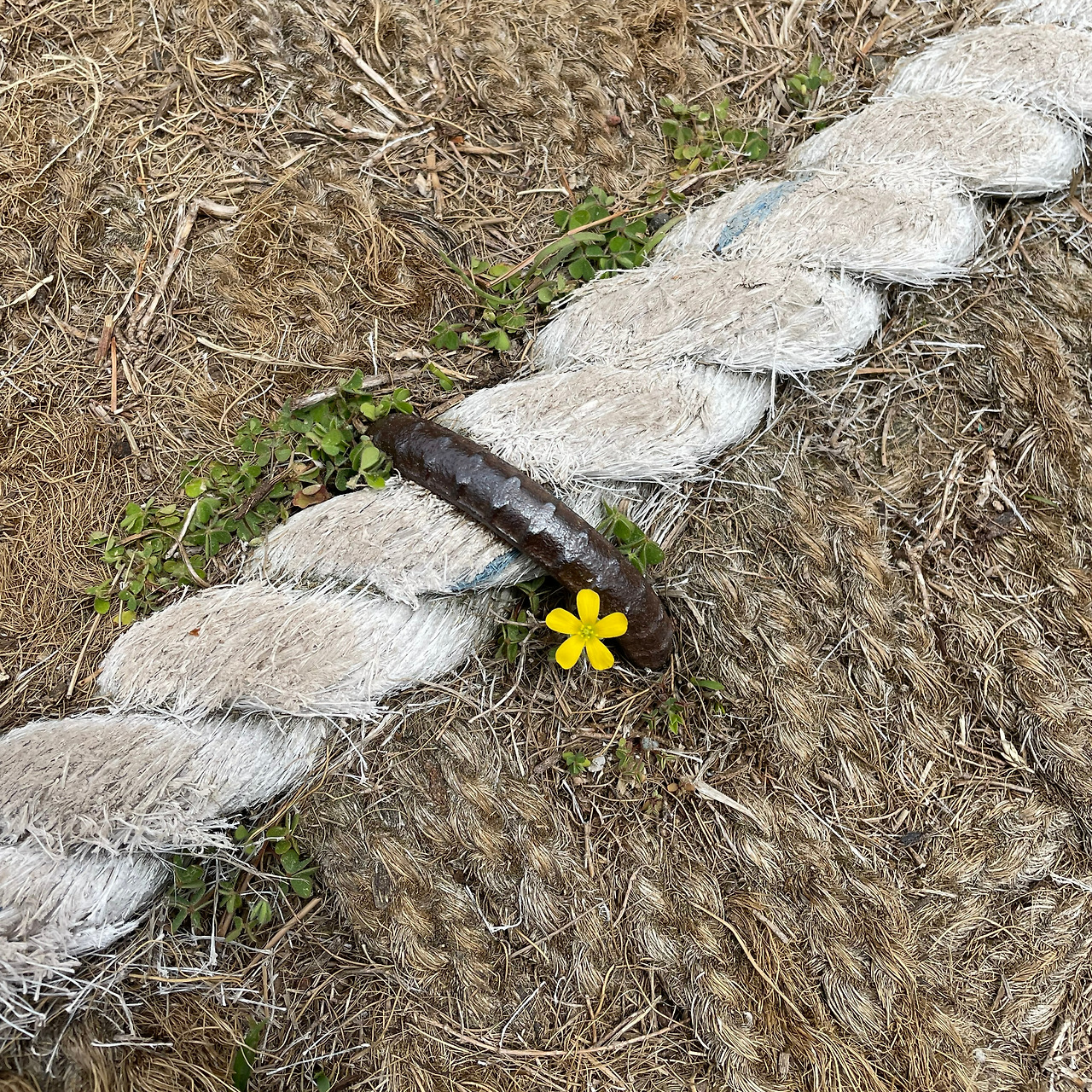 [005] 오름길 꽃.jpg