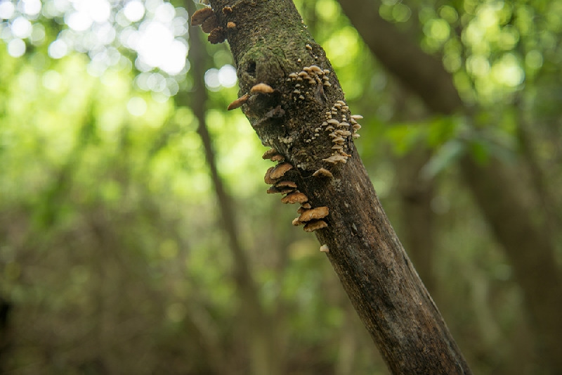 [013] 곶자왈5.jpg