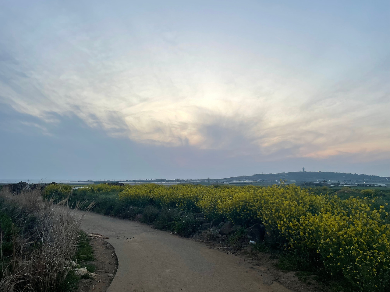 [010] 신도리 유채꽃.jpg