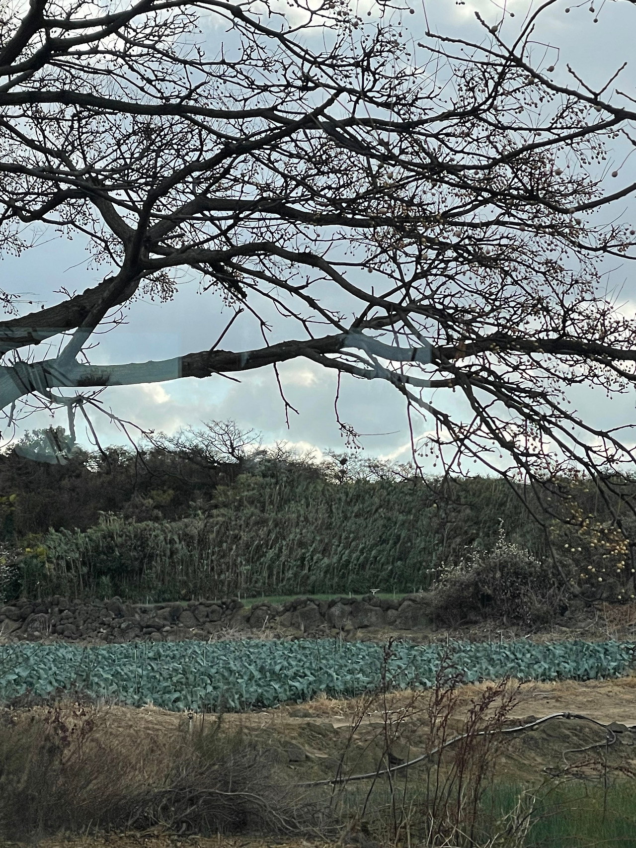 [029] 흔들리는 나무.jpg