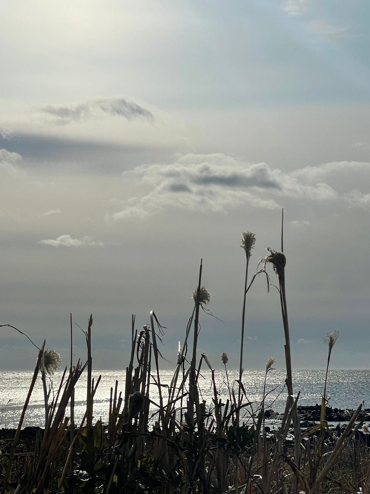 [029] 고요한 갈대.jpg