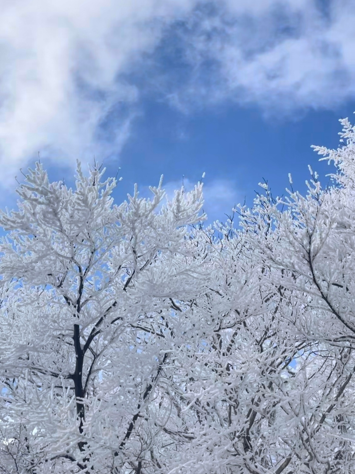 [026] 눈꽃나무.jpg