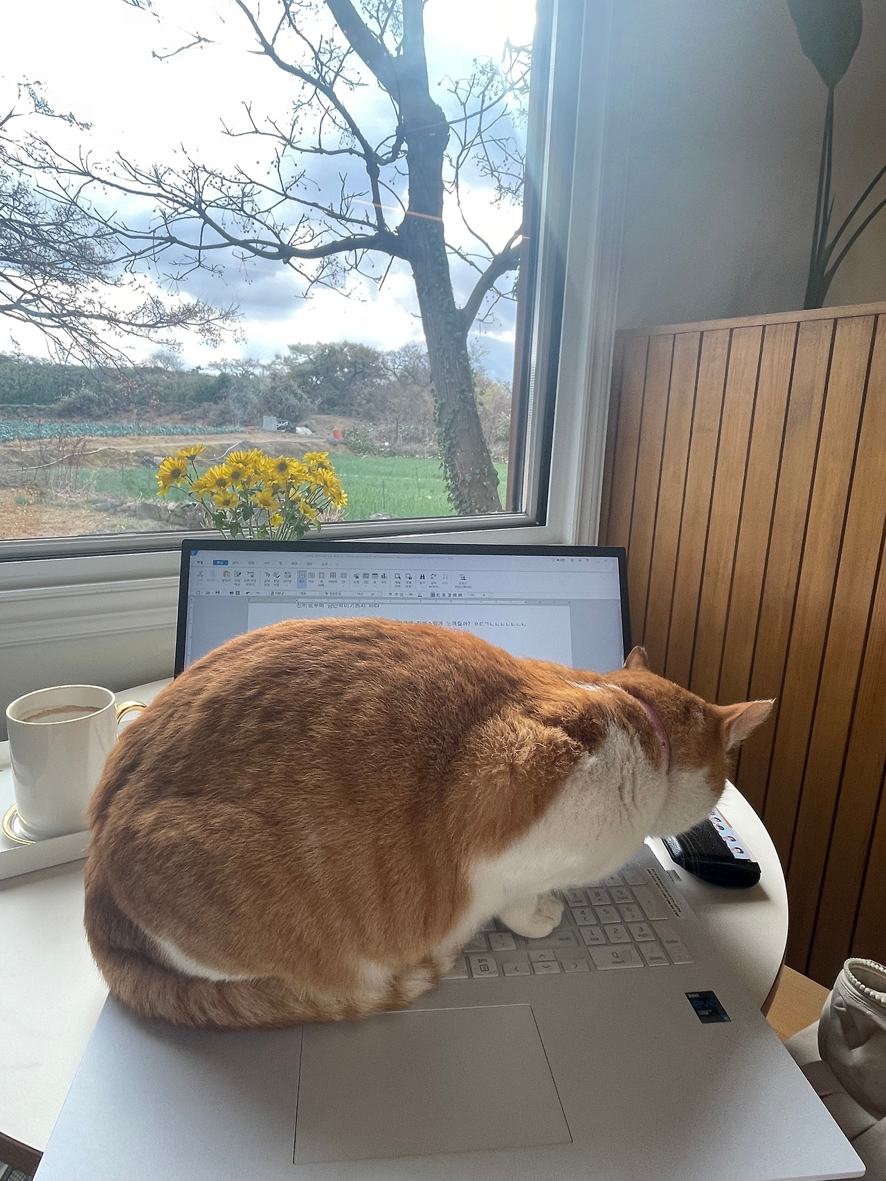 [029] 고양이1.jpg