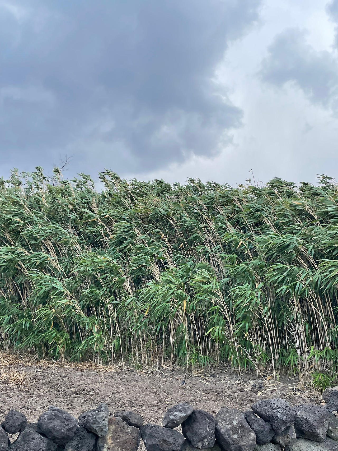 [029]흔들리는 나무.jpg