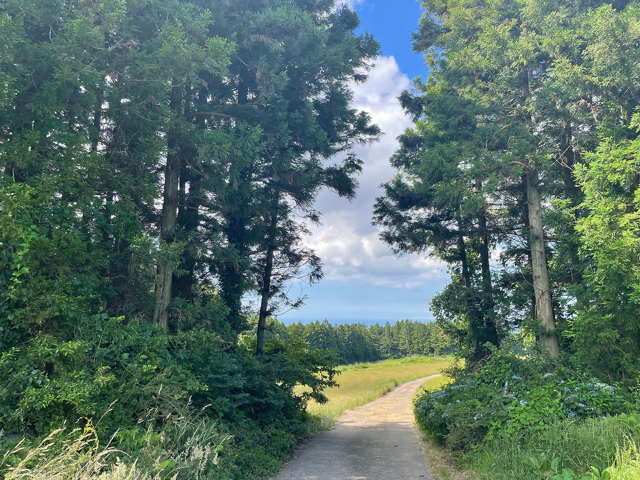 [011] 여름 숲.jpg