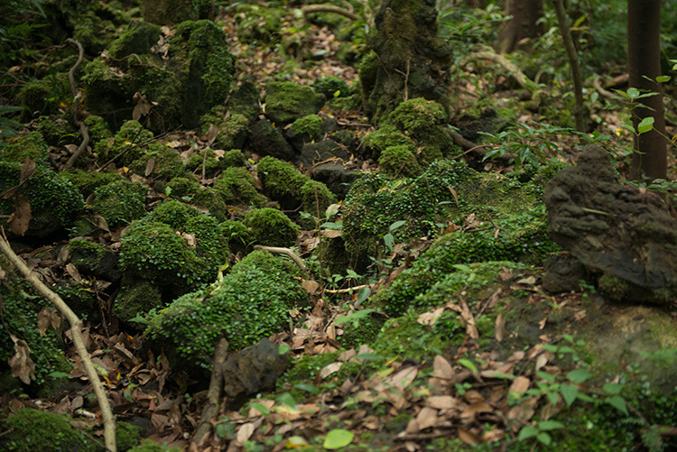 [013] 곶자왈2.jpg