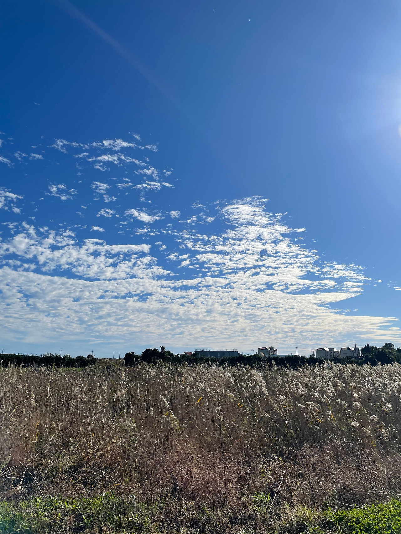 [024] 종달리 갈대.jpg