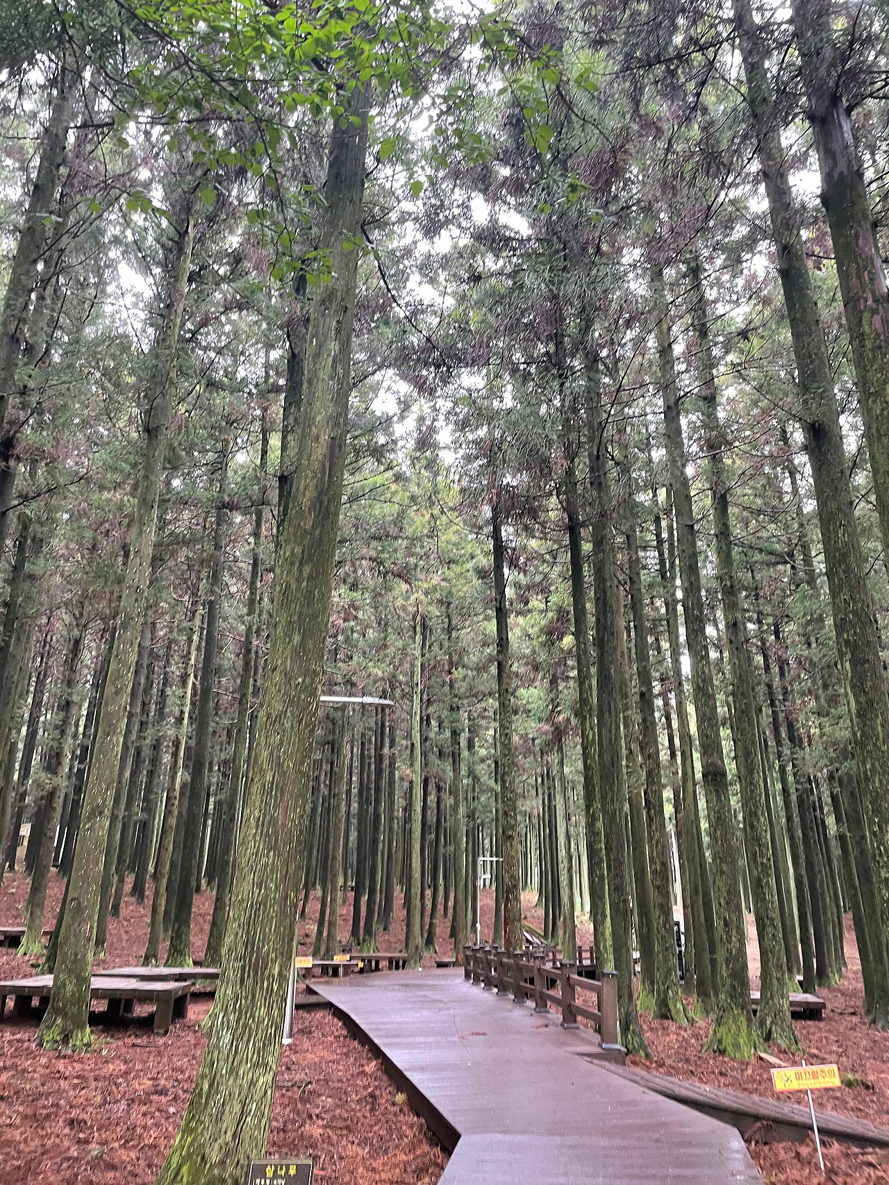 [008] 숲(절물).jpg