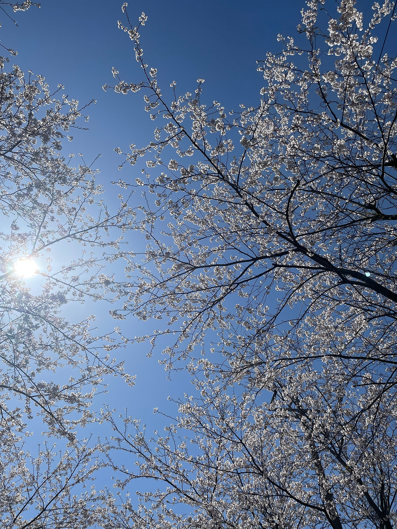 [002] 벚꽃 사진.jpg