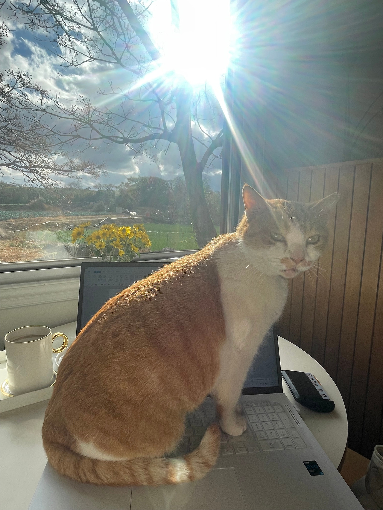 [029] 고양이2.jpg