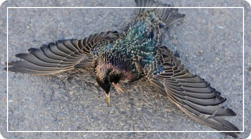 bird on the ground.jpg