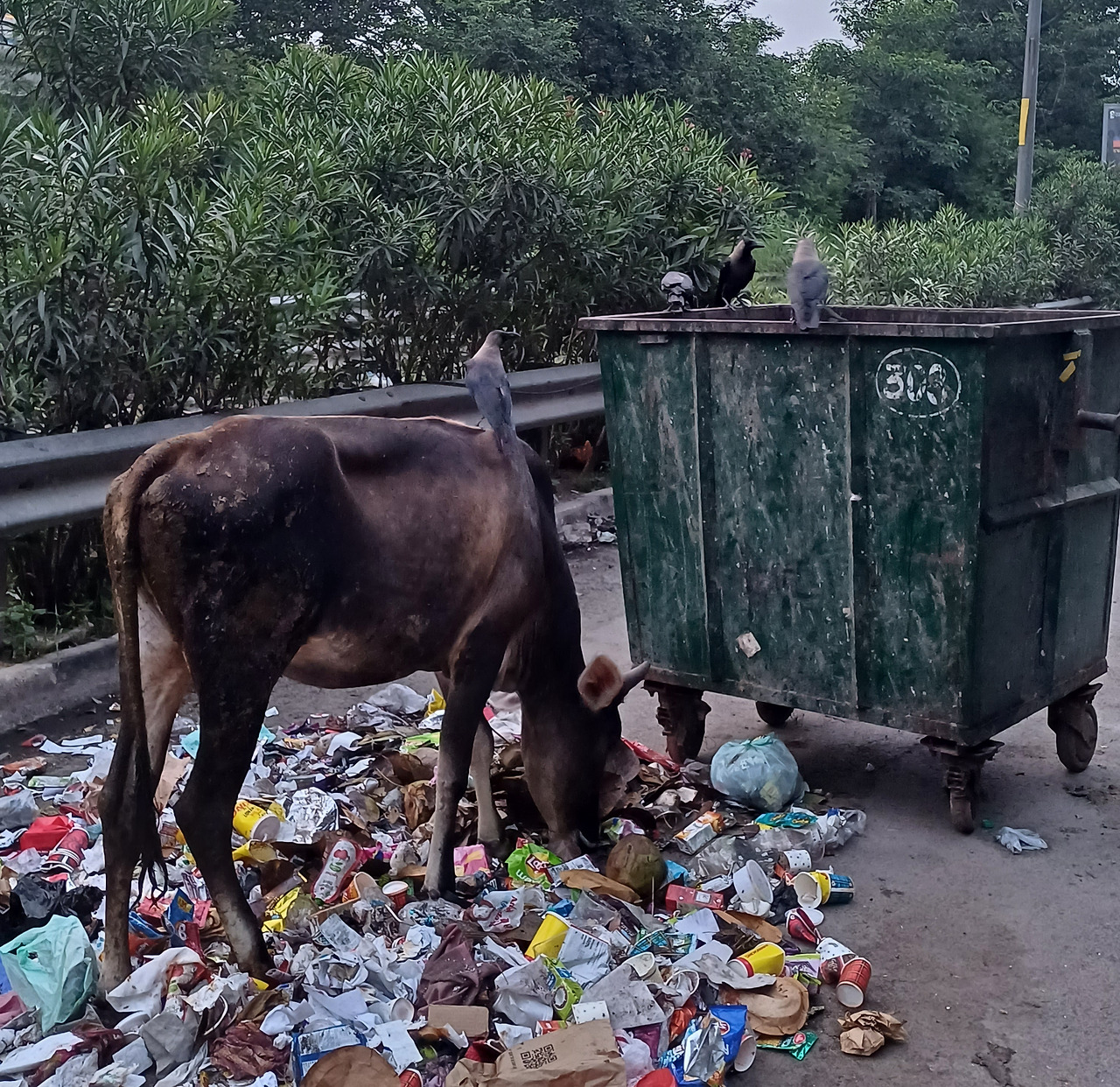 소와 비둘기.jpg