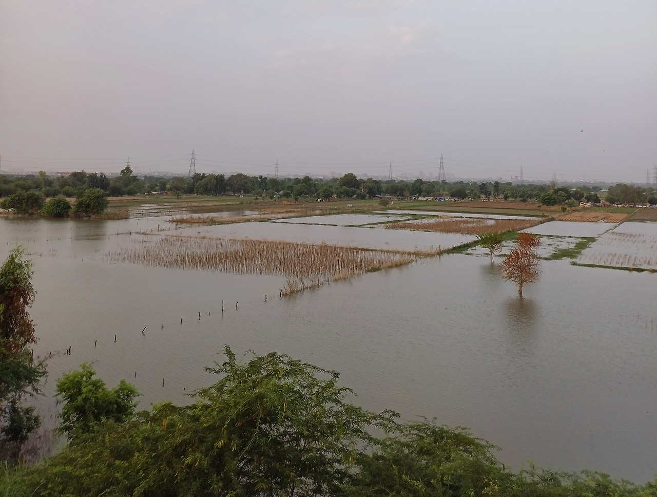 물잠긴 야무나강 둔치 농지.jpg