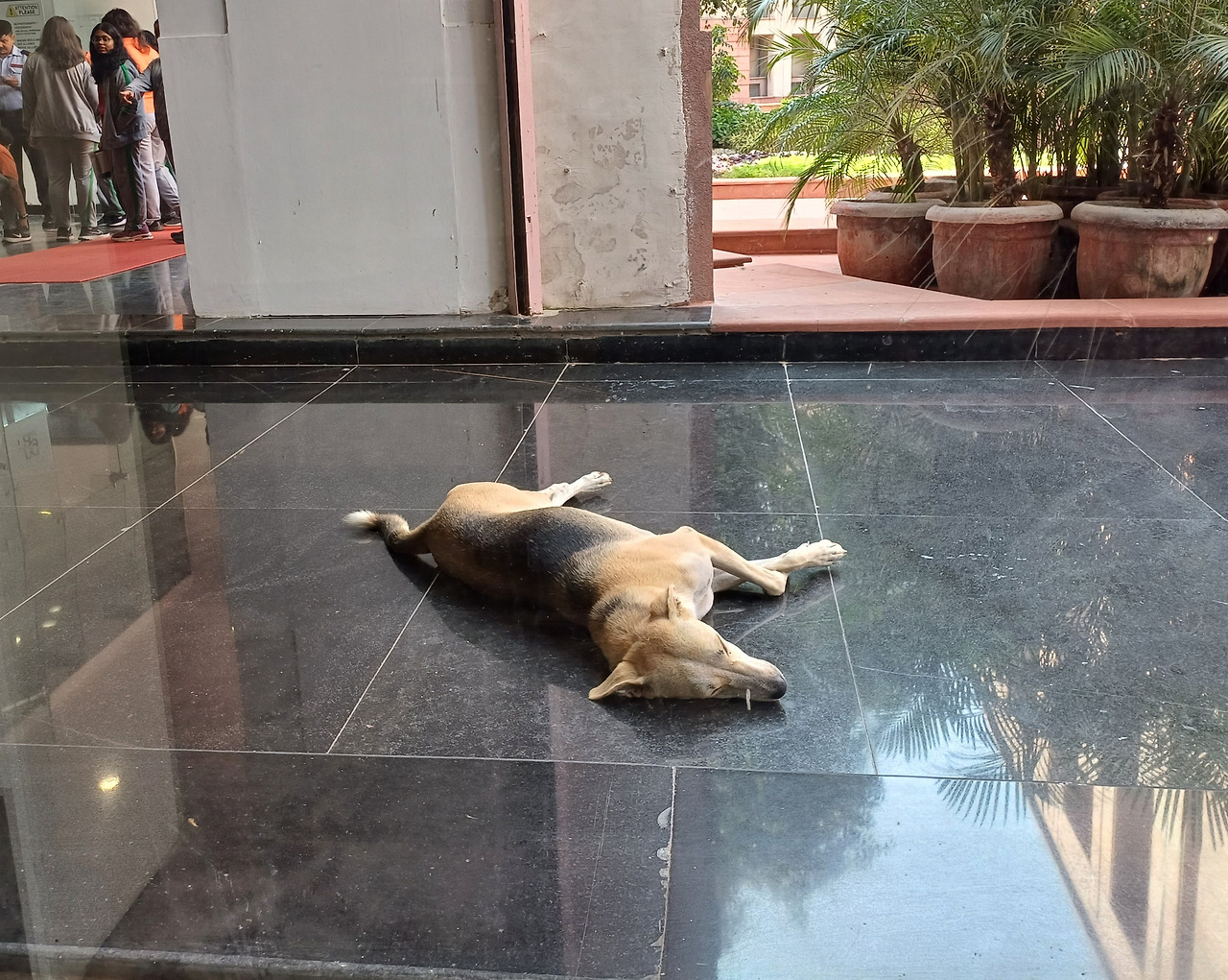 미술관내 낮잠 개 20231007.jpg