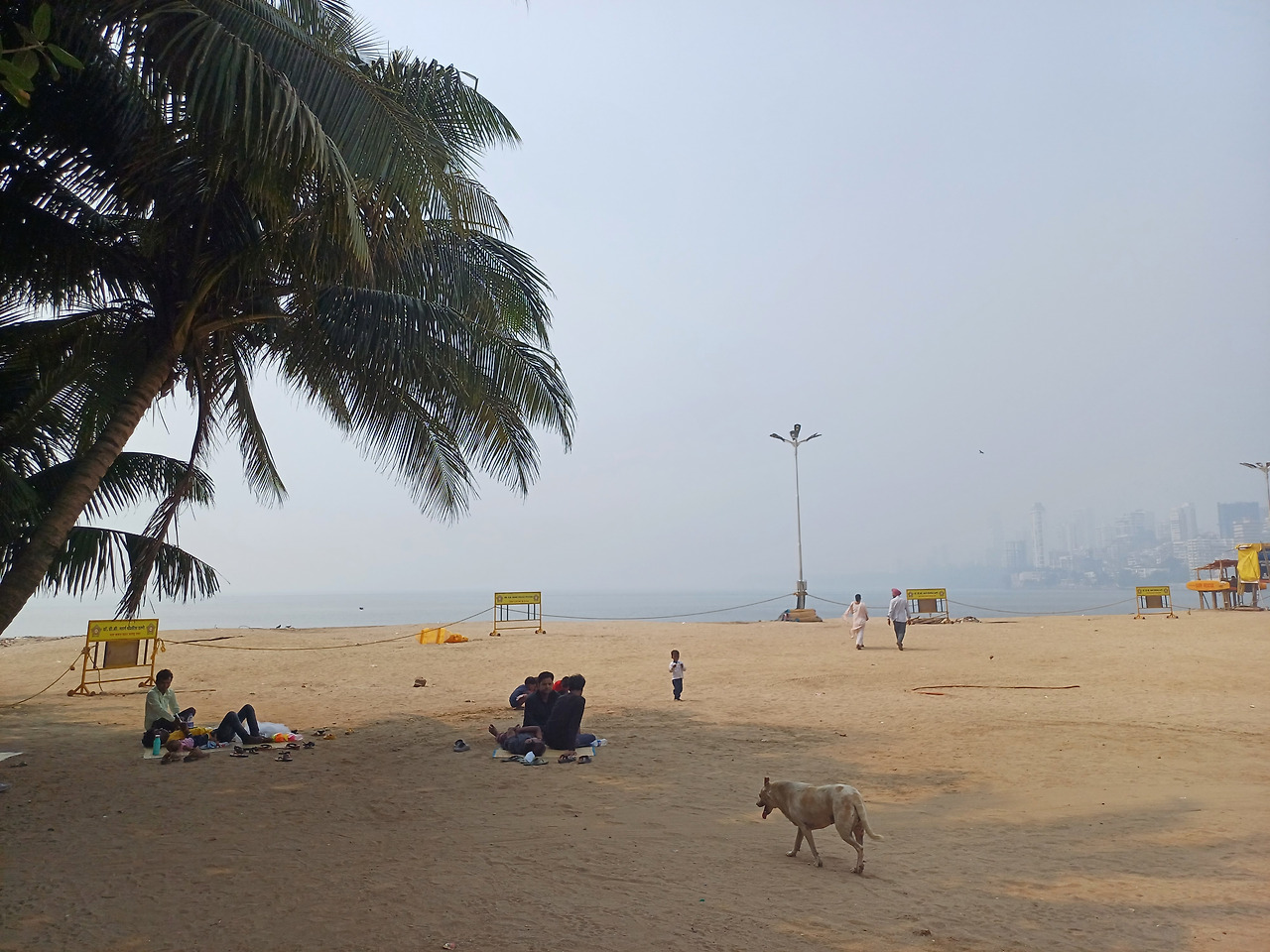뭄바이해변 개 20231018_111509.jpg