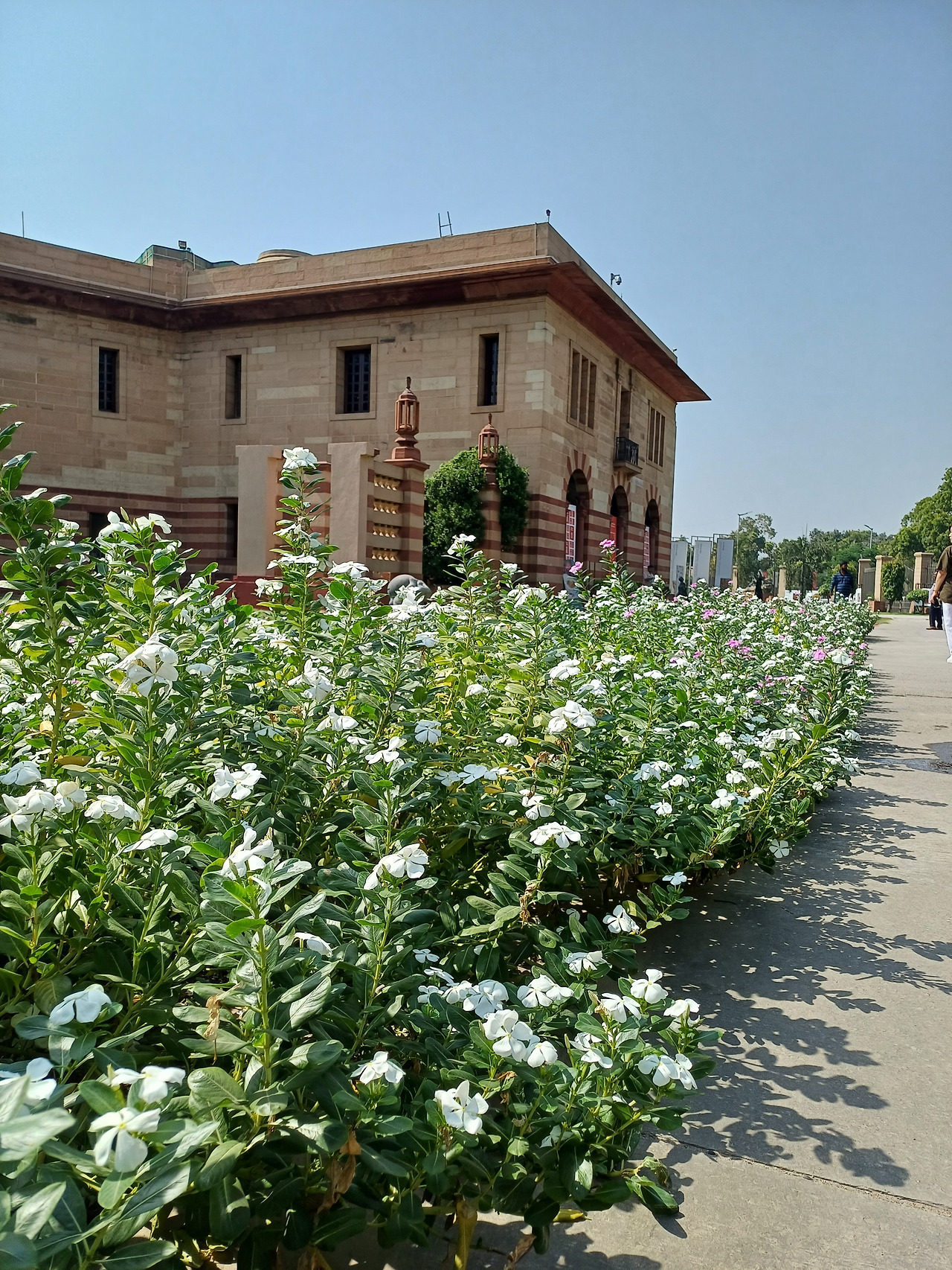 미술관 경내 꽃 20231007.jpg