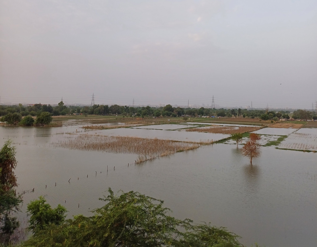 물잠긴 야무나강 둔치 농지.jpg